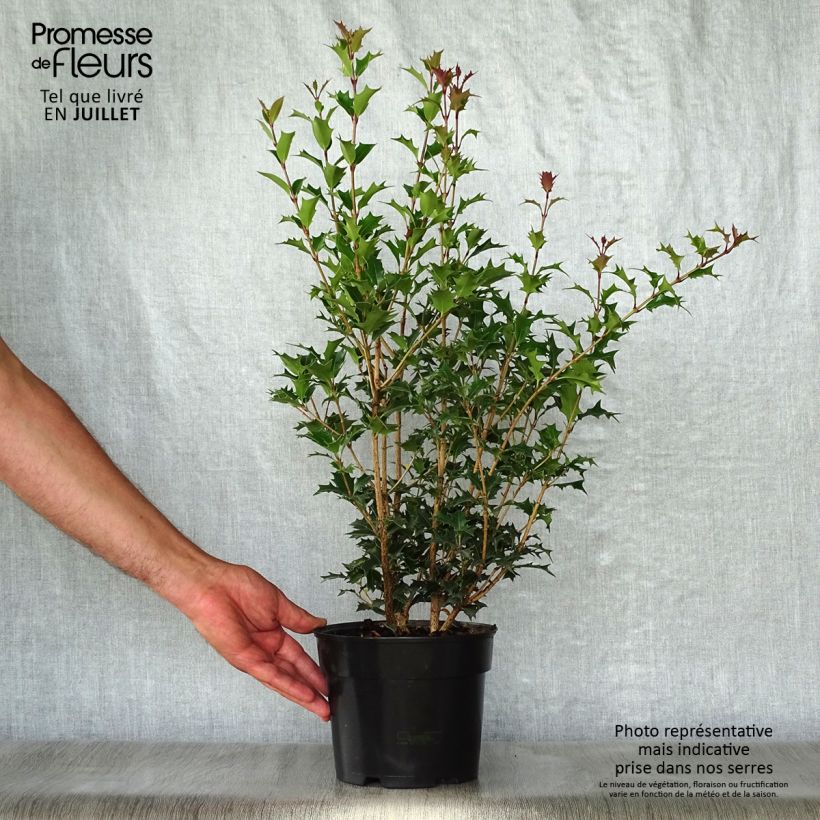 Exemplar von Stachelblättrige Duftblüte Gulftide - Osmanthus heterophyllus Topf mit 2L/3L wie im Sommer geliefert