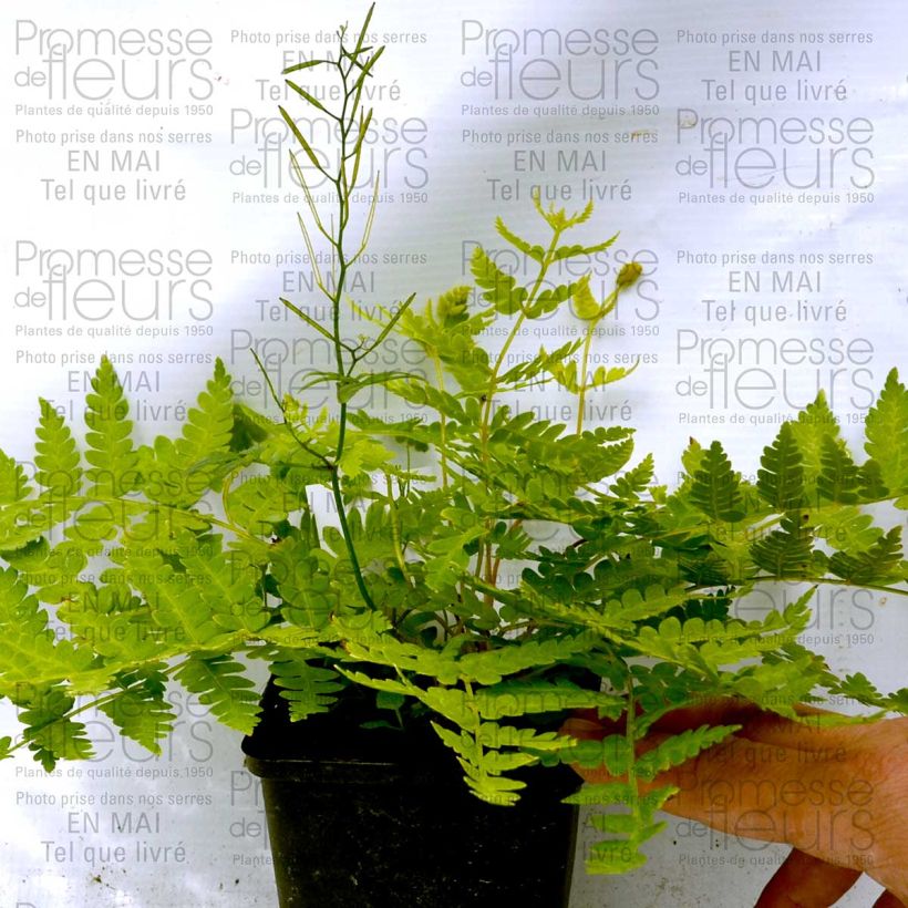 Beispiel eines Exemplars von Osmunda cinnamonea - Zimtfarn Kleine Töpfe von 8/9 cm wie geliefert