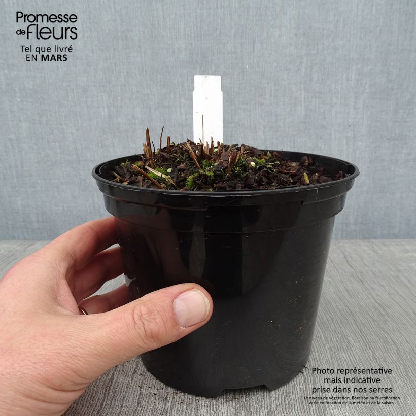 Exemplar von Osmunda claytoniana - Kronenfarn Topf mit 2L/3L wie im Winter geliefert