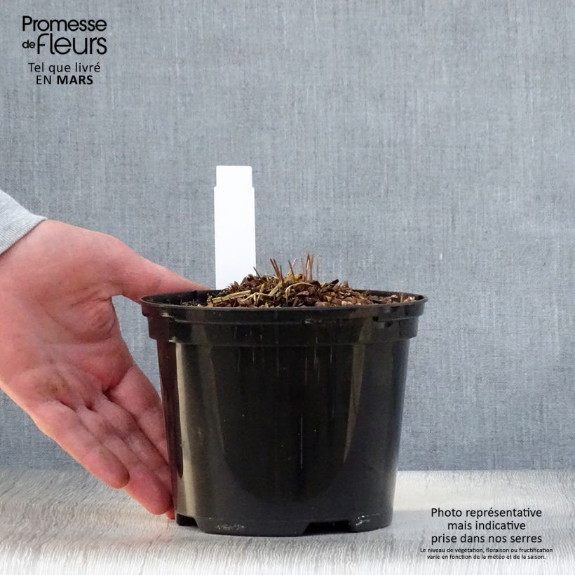 Exemplar von Osmunda claytoniana - Kronenfarn Topf mit 2L/3L wie im Frühjahr geliefert