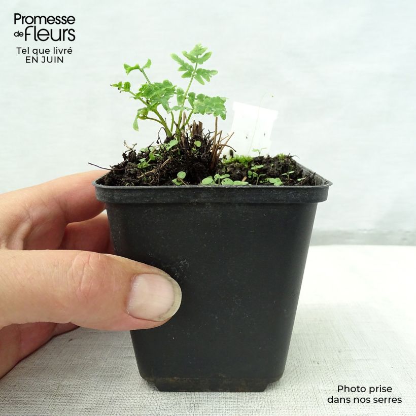 Exemplar von Osmunda japonica - Japanischer Königsfarn Kleine Töpfe von 8/9 cm wie im Sommer geliefert