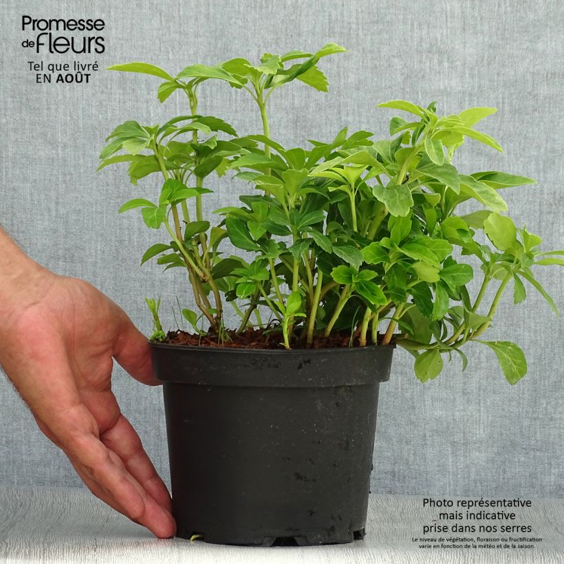 Exemplar von Pachysandra terminalis - Japanischer Ysander Topf mit 2L/3L wie im Sommer geliefert