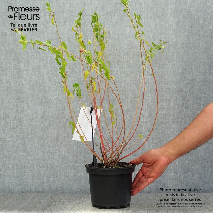Exemplar von Pavonia hastata - Pavonia Topf mit 2L/3L wie im Herbst geliefert