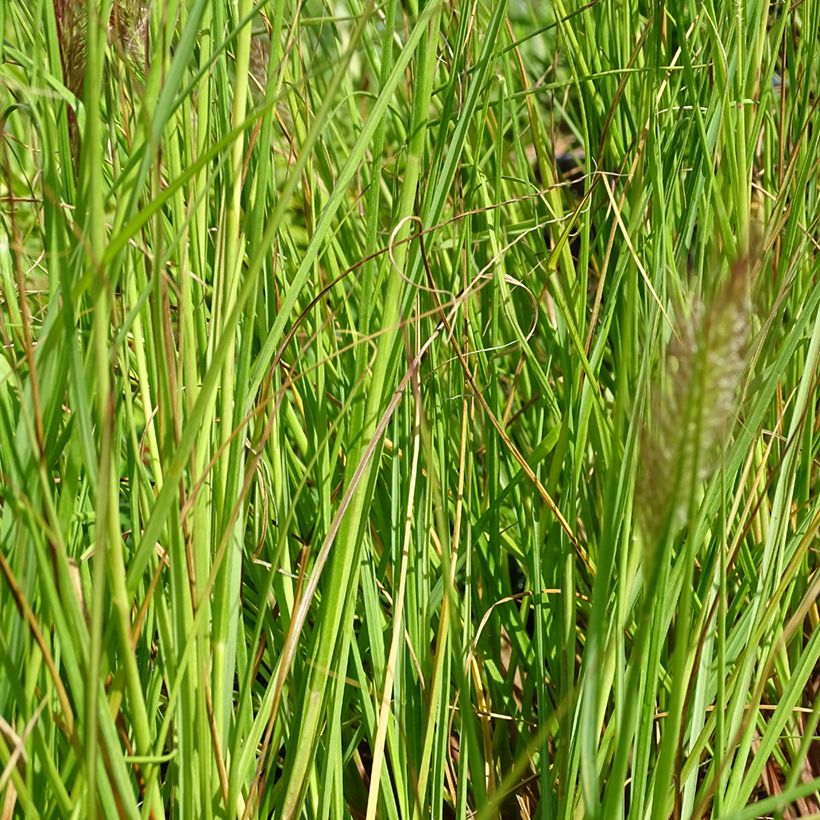 Lampenputzergras Cassian - Pennisetum alopecuroïdes (Laub)
