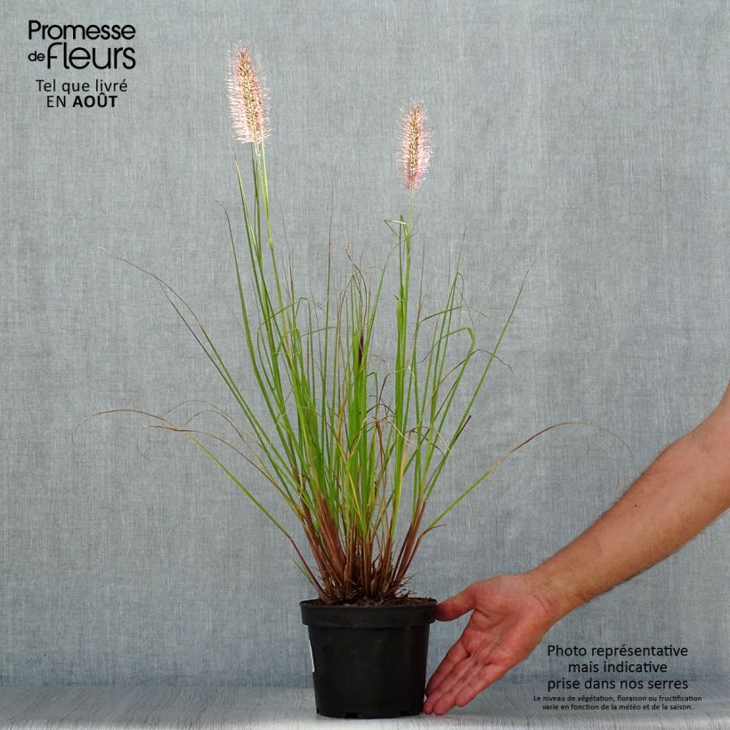 Exemplar von Lampenputzergras Cassian - Pennisetum alopecuroïdes Topf mit 2L/3L wie im Sommer geliefert