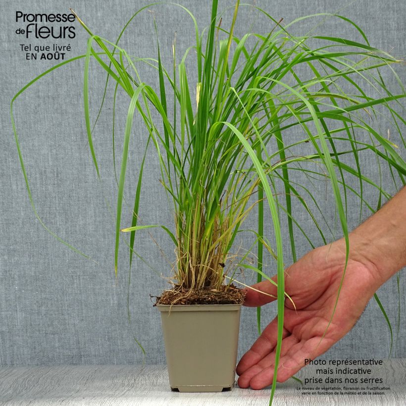 Exemplar von Thunbergs Lampenputzergras - Pennisetum thunbergii Kleine Töpfe von 8/9 cm wie im Sommer geliefert
