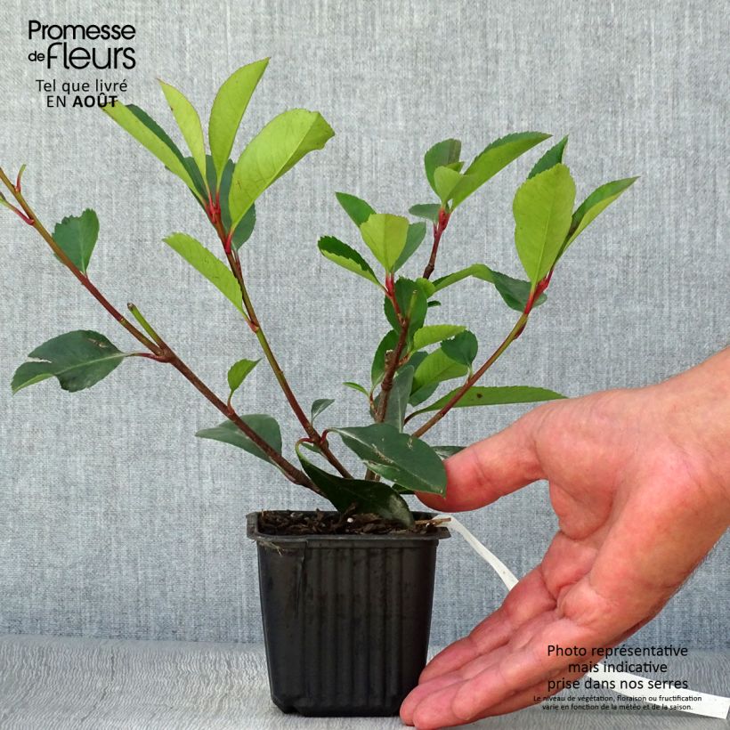 Exemplar von Rote Glanzmispel Red Robin - Photinia fraseri Kleine Töpfe von 8/9 cm wie im Sommer geliefert