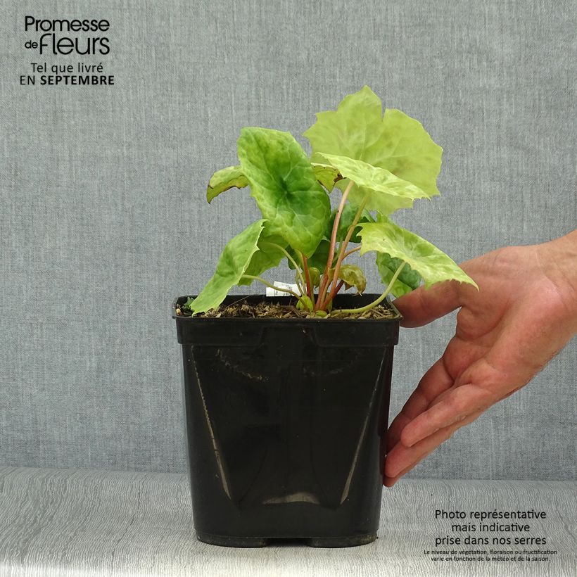 Exemplar von Podophyllum Spotty Dotty - Maiapfel Topf mit 3L/4L wie im Herbst geliefert
