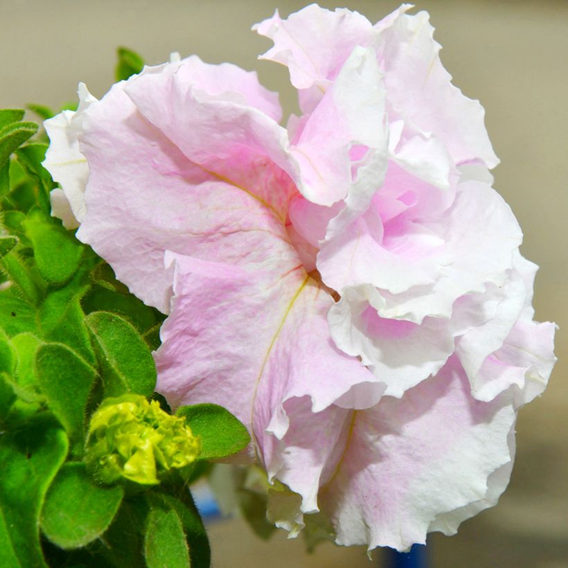 Petunia Cascade Pink Orchid Mist (Samen) (Blüte)