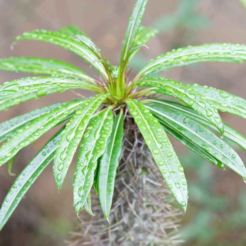 Madagaskarpalme - Pachypodium lamerei (Laub)