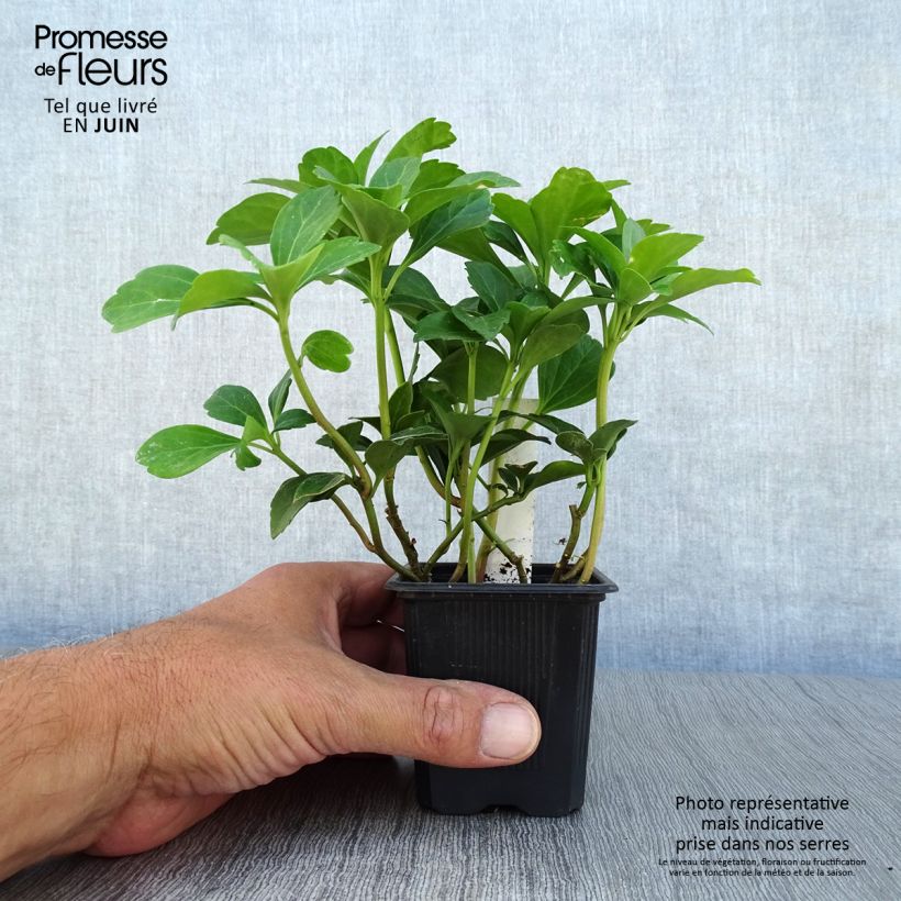 Exemplar von Pachysandra terminalis - Japanischer Ysander Kleine Töpfe von 8/9 cm wie im Sommer geliefert