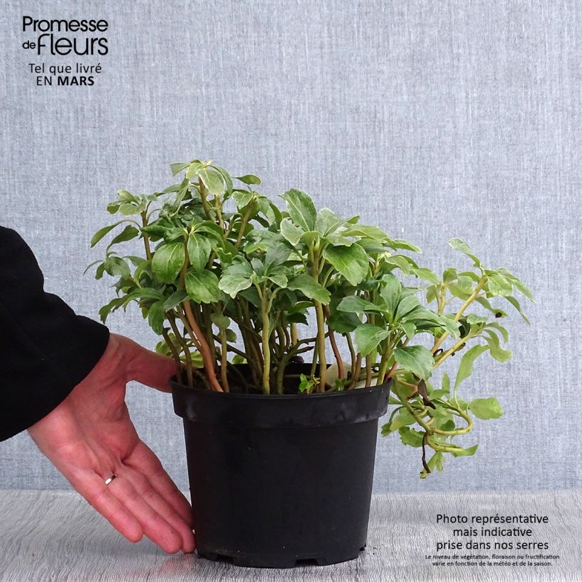 Exemplar von Pachysandra terminalis Green Sheen - Japanischer Ysander Topf mit 2L/3L wie im Winter geliefert