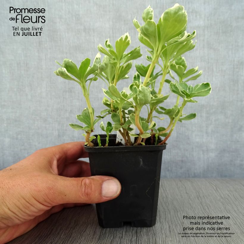 Exemplar von Pachysandra terminalis Variegata - Japanischer Ysander Kleine Töpfe von 8/9 cm wie im Sommer geliefert