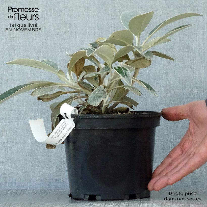 Exemplar von Pachystegia insignis Daizea Hardec - Marlborough Felsen Daisy Topf mit 2L/3L wie im Herbst geliefert