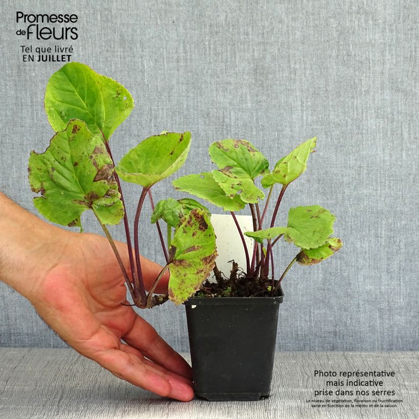 Exemplar von Packera aurea - Kreuzkraut Kleine Töpfe von 8/9 cm wie im Sommer geliefert