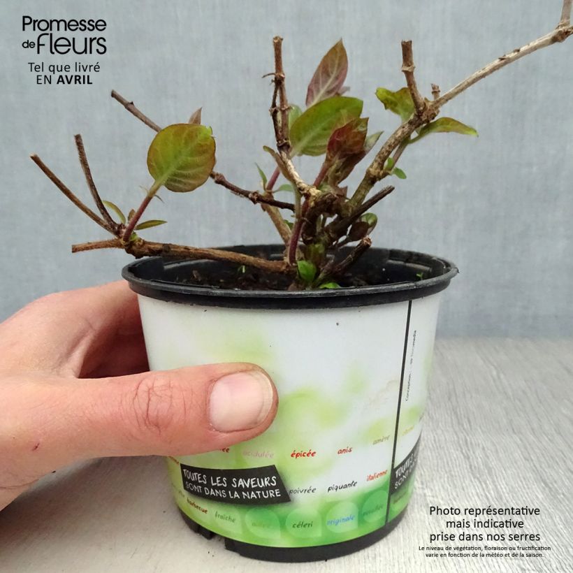 Exemplar von Käsekraut - Paederia lanuginosa Topf mit 1L/1,5L wie im Frühjahr geliefert