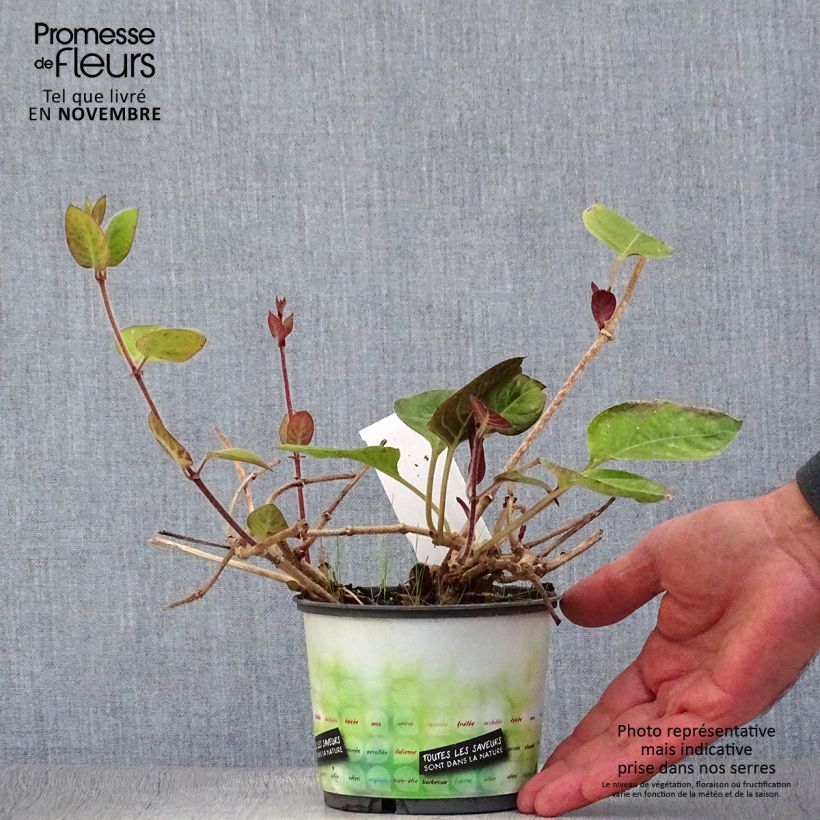 Exemplar von Käsekraut - Paederia lanuginosa Topf mit 1L/1,5L wie im Herbst geliefert