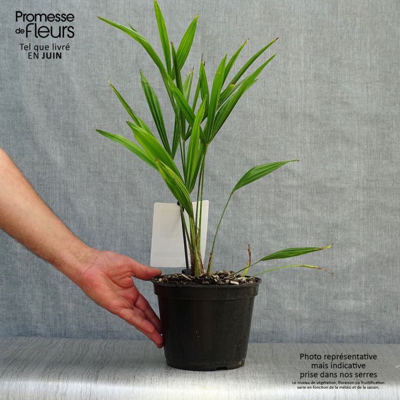 Exemplar von Trachycarpus fortunei - Fächerpalme Topf mit 2L/3L wie im Sommer geliefert