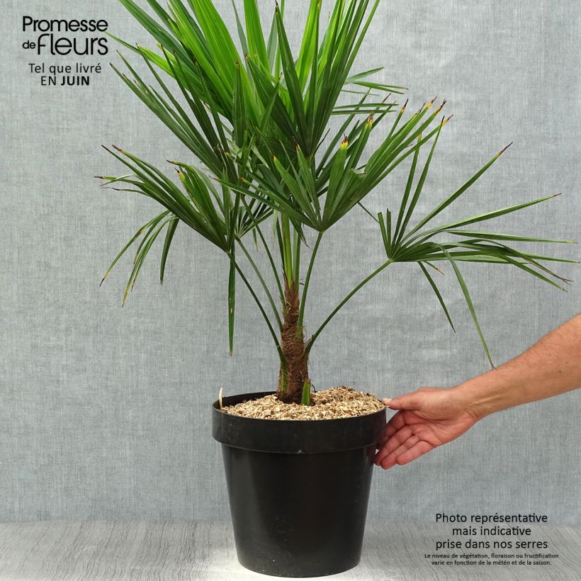 Exemplar von Trachycarpus fortunei - Fächerpalme Topf mit 12L/15L wie im Sommer geliefert