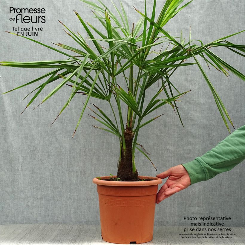 Exemplar von Trachycarpus fortunei - Fächerpalme Topf mit 7,5L/10L wie im Sommer geliefert