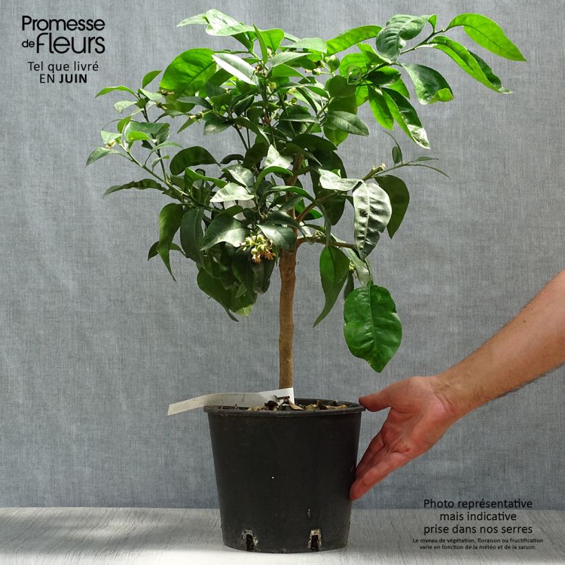 Exemplar von Grapefruit - Citrus x paradisi Topf mit 4L/5L, 1/4 Stängel wie im Sommer geliefert