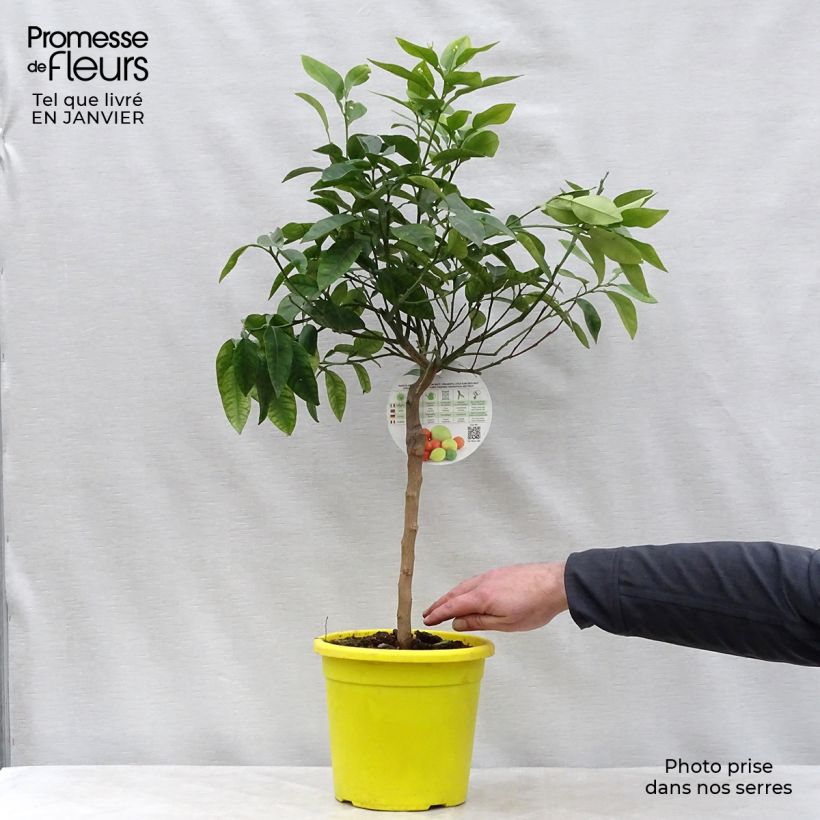 Exemplar von Pampelmuse - Citrus maxima Topf mit 3L/4L, 1/4 StängelGelieferte Höhe ca. 40/50cm wie im Winter geliefert