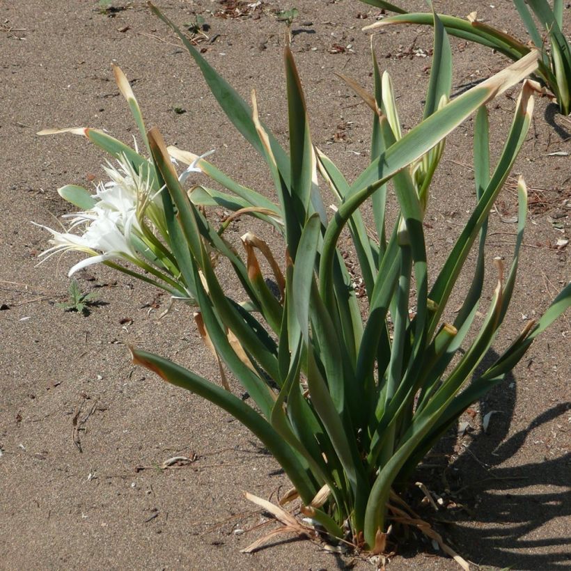 Pancratium maritimum - Dünen-Trichternarzisse (Laub)