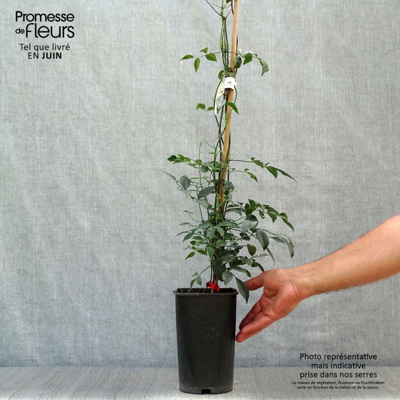 Exemplar von Pandorea jasminoïdes Rosea - Pandoree Topf mit 2L/3L wie im Sommer geliefert