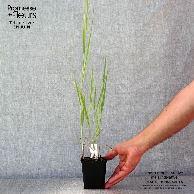 Exemplar von Panicum virgatum Blue Darkness - Ruten-Hirse Kleine Töpfe von 8/9 cm wie im Sommer geliefert