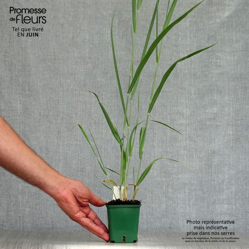 Exemplar von Panicum virgatum Dallas Blues - Ruten-Hirse Kleine Töpfe von 8/9 cm wie im Sommer geliefert