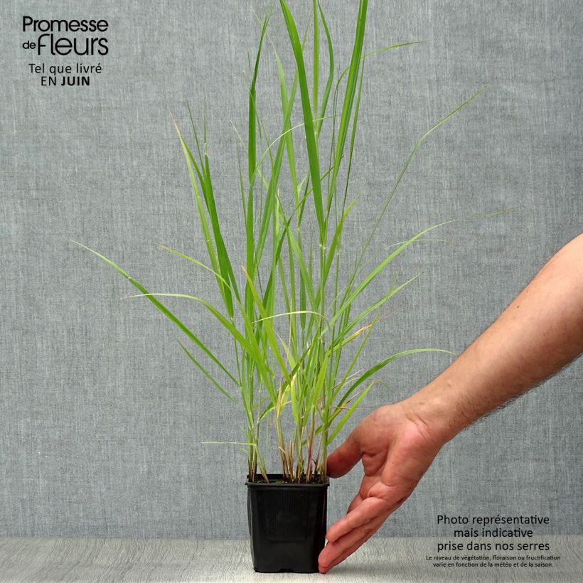 Exemplar von Panicum virgatum Heavy Metal - Ruten-Hirse Kleine Töpfe von 8/9 cm wie im Sommer geliefert