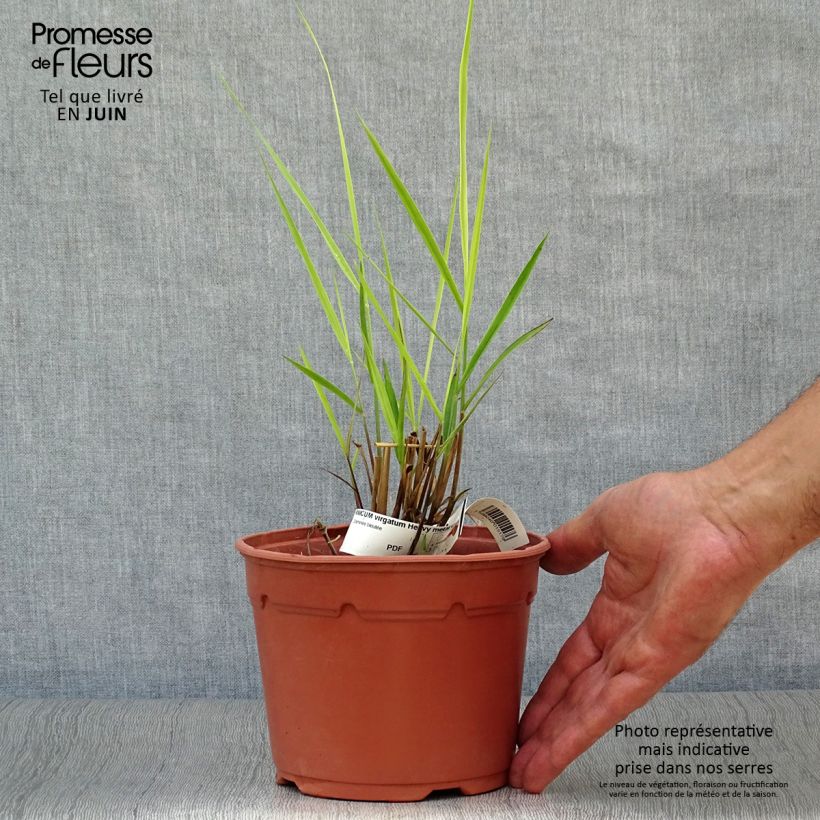 Exemplar von Panicum virgatum Heavy Metal - Ruten-Hirse Topf mit 2L/3L wie im Sommer geliefert
