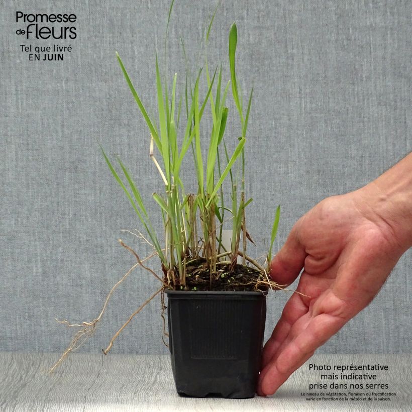 Exemplar von Panicum virgatum Heiliger Hain - Ruten-Hirse Kleine Töpfe von 8/9 cm wie im Sommer geliefert