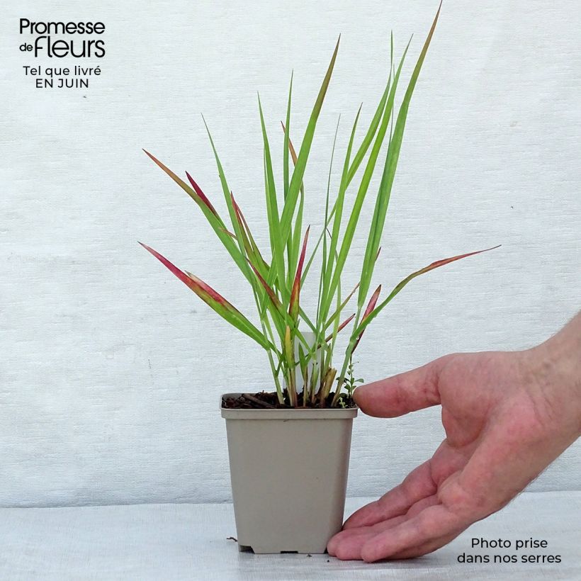 Exemplar von Panicum virgatum Hot Rod - Ruten-Hirse Kleine Töpfe von 8/9 cm wie im Sommer geliefert