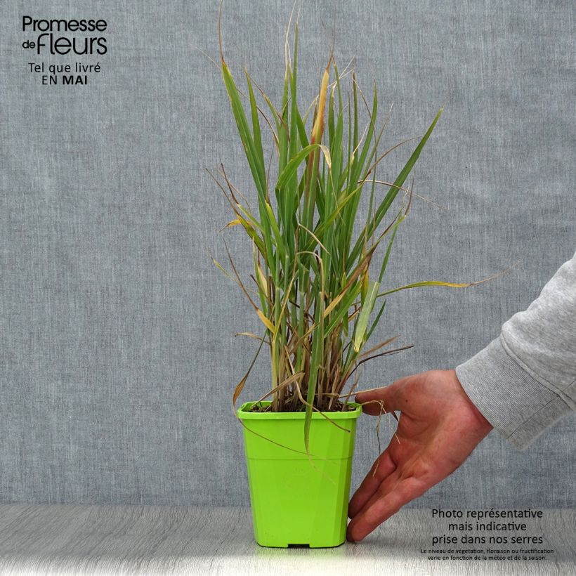 Exemplar von Panicum virgatum Hot Rod - Ruten-Hirse Topf mit 1,5L/2L wie im Frühjahr geliefert