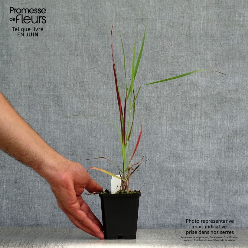 Exemplar von Panicum virgatum Kulsenmoor - Ruten-Hirse Kleine Töpfe von 8/9 cm wie im Sommer geliefert