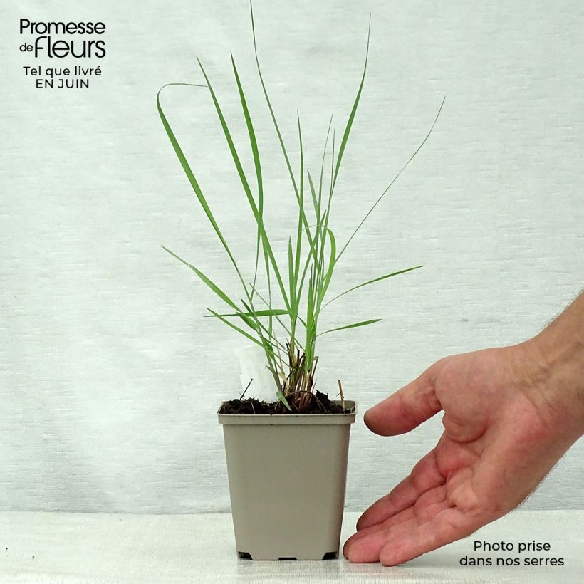 Exemplar von Panicum virgatum Prairie Sky - Ruten-Hirse Kleine Töpfe von 8/9 cm wie im Sommer geliefert