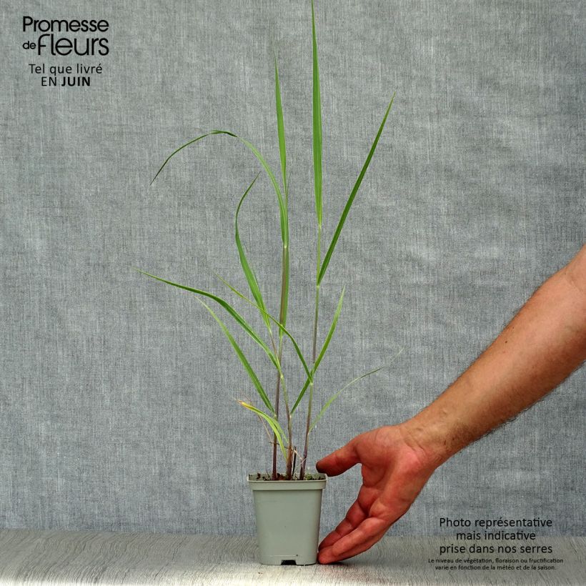 Exemplar von Panicum virgatum Rehbraun - Ruten-Hirse Kleine Töpfe von 8/9 cm wie im Sommer geliefert