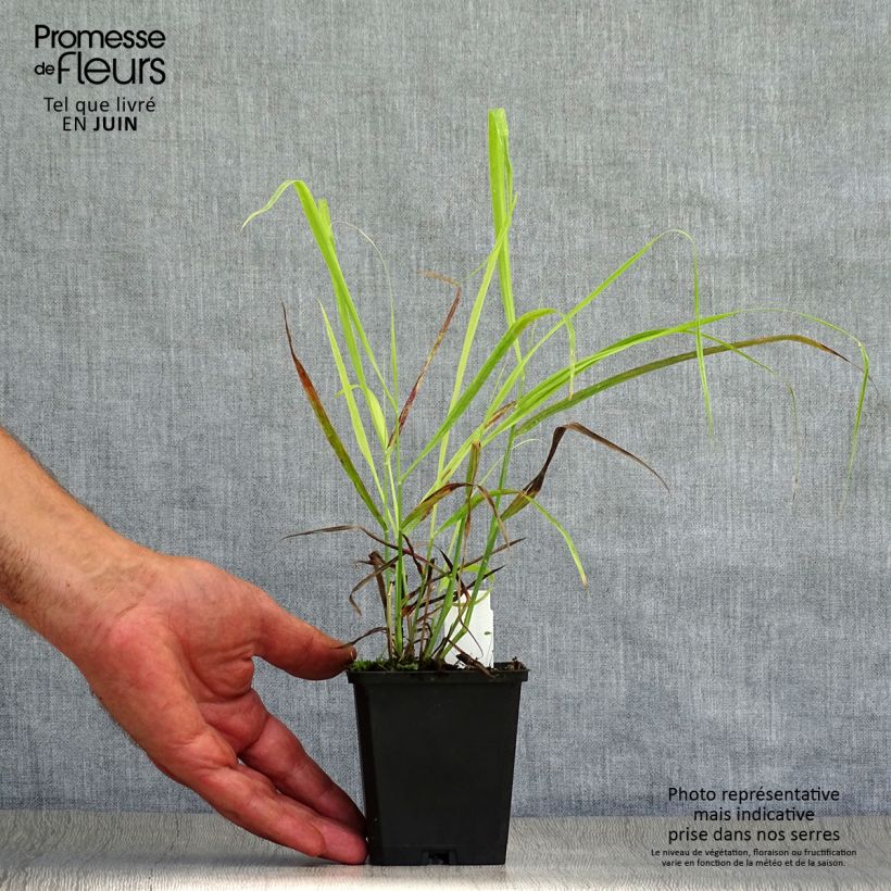 Exemplar von Panicum virgatum Sangria - Ruten-Hirse Kleine Töpfe von 8/9 cm wie im Sommer geliefert