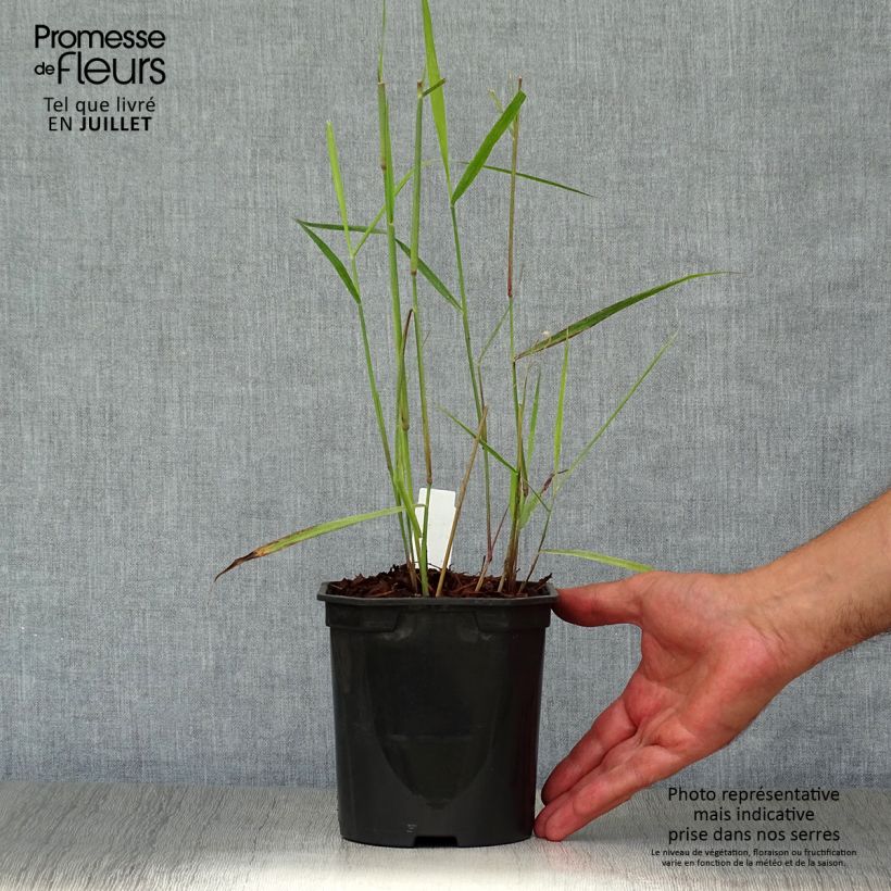 Exemplar von Panicum virgatum Sangria - Ruten-Hirse Topf mit 2L/3L wie im Sommer geliefert