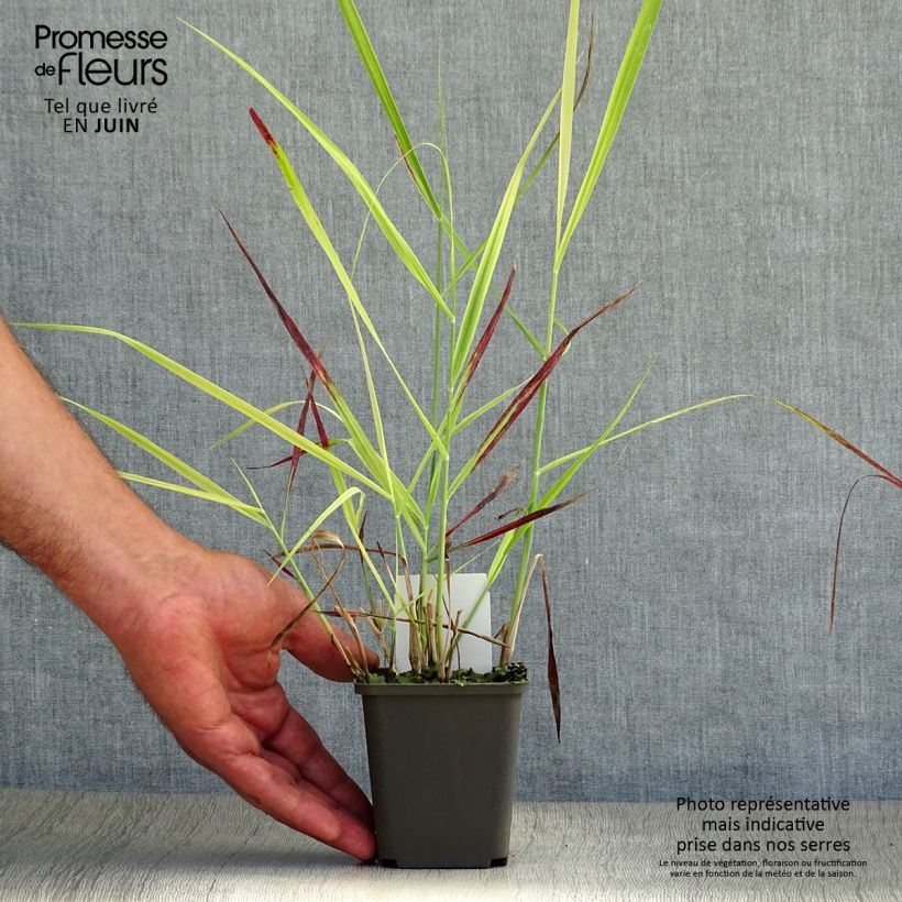 Exemplar von Panicum virgatum Shenandoah - Ruten-Hirse Kleine Töpfe von 8/9 cm wie im Sommer geliefert