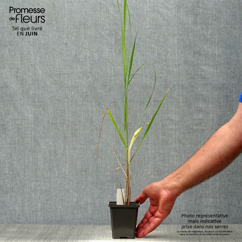 Exemplar von Panicum virgatum Thundercloud - Ruten-Hirse Kleine Töpfe von 8/9 cm wie im Sommer geliefert