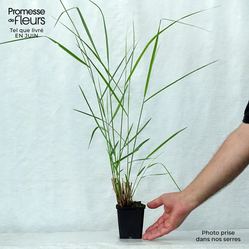 Exemplar von Panicum virgatum Warrior - Ruten-Hirse Kleine Töpfe von 8/9 cm wie im Sommer geliefert