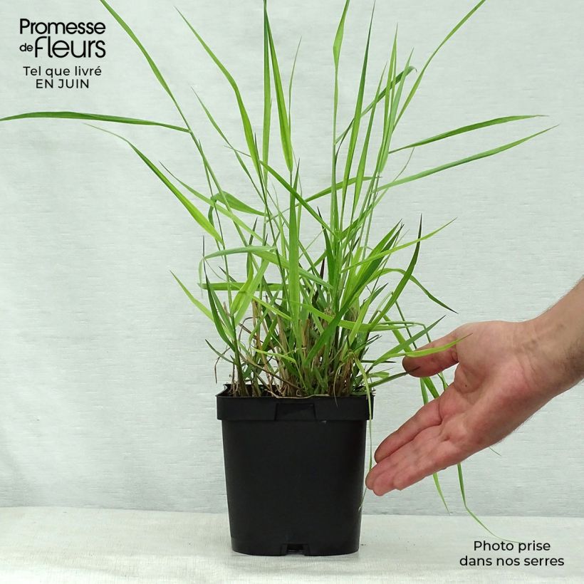 Exemplar von Panicum virgatum Warrior - Ruten-Hirse Topf mit 2L/3L wie im Sommer geliefert