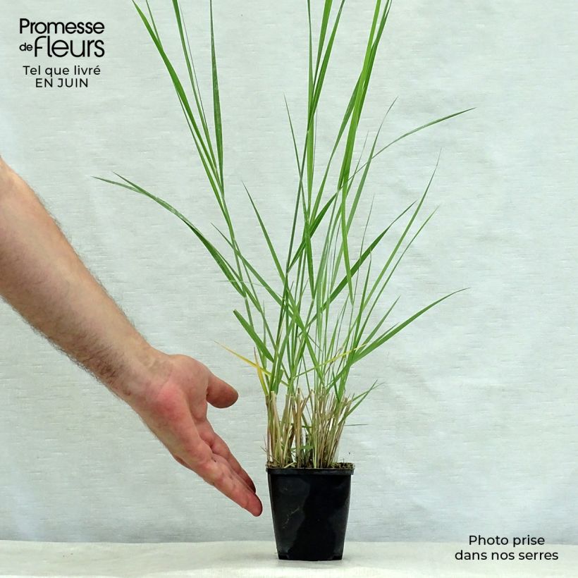 Exemplar von Panicum amarum - Hirse Kleine Töpfe von 8/9 cm wie im Sommer geliefert