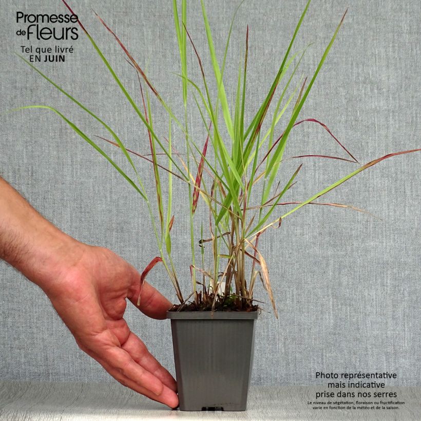 Exemplar von Panicum virgatum Purple Breeze - Ruten-Hirse Kleine Töpfe von 8/9 cm wie im Sommer geliefert