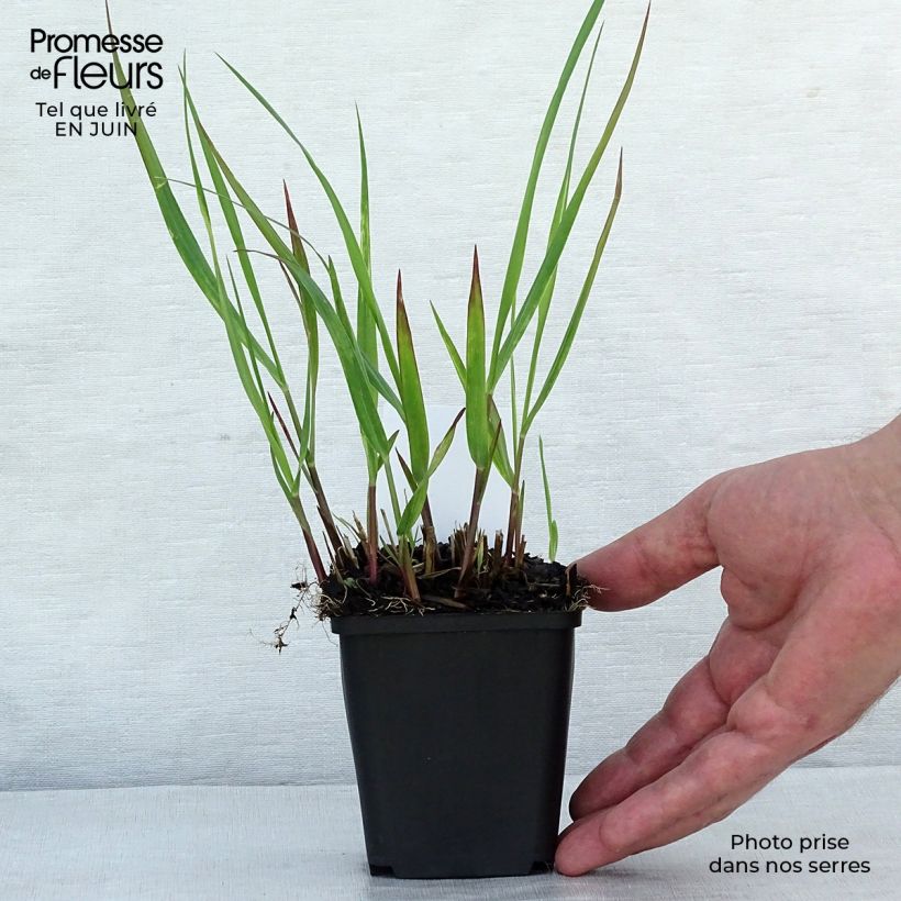 Exemplar von Panicum virgatum Squaw - Ruten-Hirse Kleine Töpfe von 8/9 cm wie im Sommer geliefert