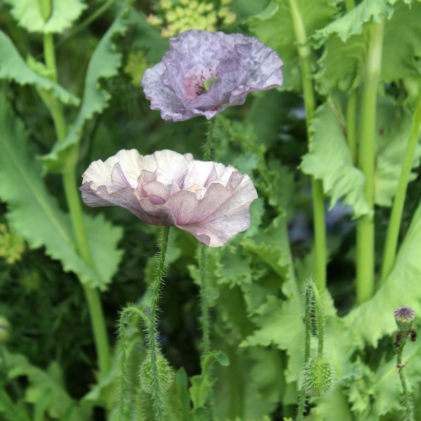 Klatsch-Mohn Amazing Grey (Samen) - Papaver rhoeas (Blüte)