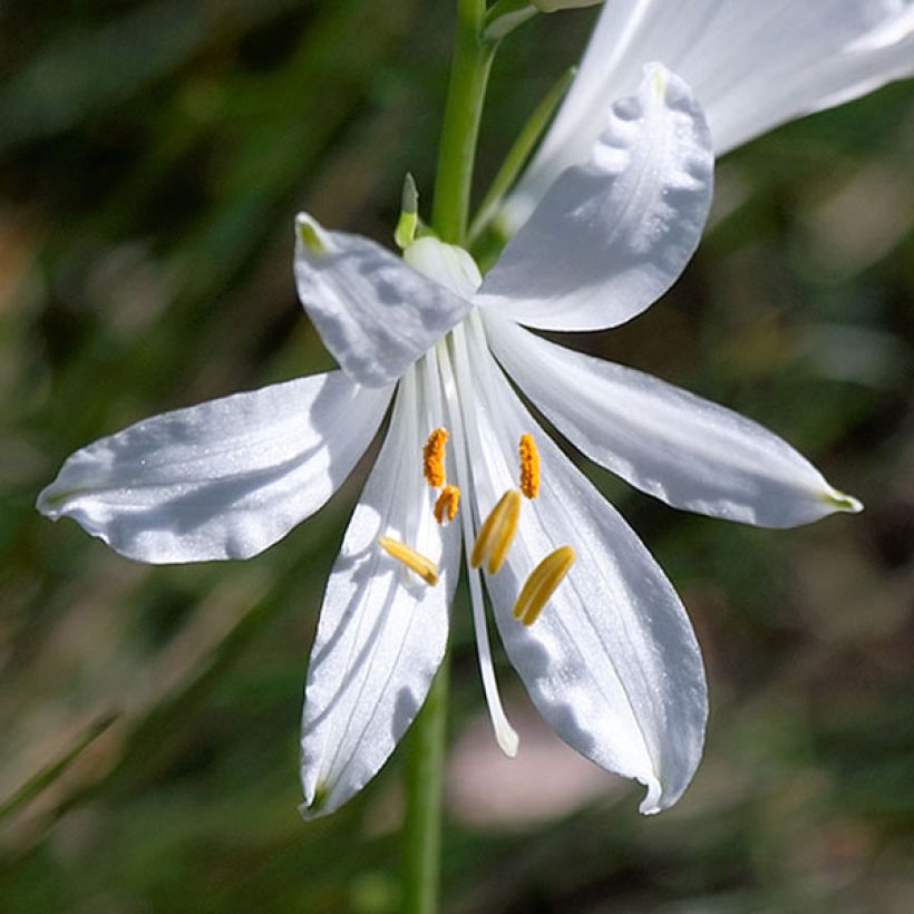Paradisea liliastrum - Weiße Trichterlilie (Blüte)