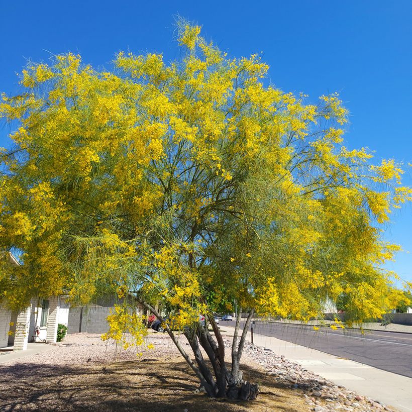 Parkinsonia - Cercidium floridum (Hafen)